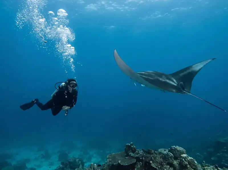 Scuba diving Sipadan to see huge schools of fish with Tampi Tampi Resort near Semporna
