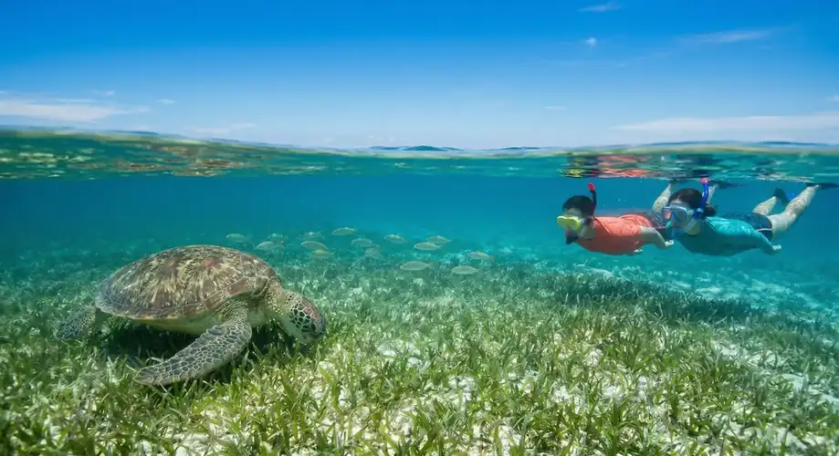 Encountering a sea turtle while snorkeling in Semporna Tampi Tampi Resort